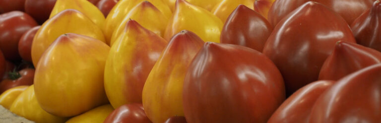 odmiana pomidora flamansun