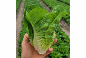 Sałata rzymska Yambu