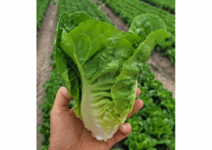 Sałata rzymska Yambu