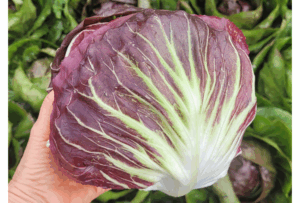 odmiana cykorii sałatowej Philidor