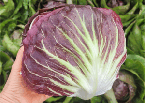 odmiana cykorii sałatowej Philidor