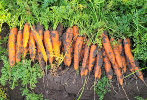 nasiona marchwi solfeo