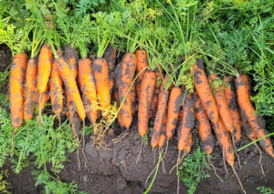 nasiona marchwi solfeo