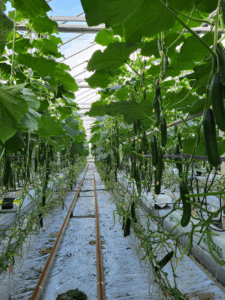 Odmiana ogórka partenokarpnego Denton F1