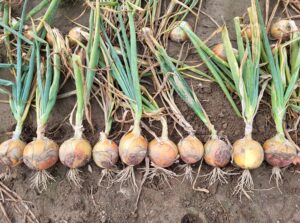 odmiana cebuli żółtej Ballesco F1