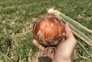 odmiana cebuli Copperstone