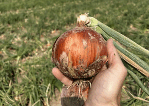 nasiona cebuli Copperstone