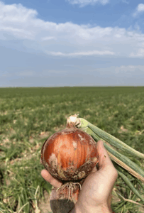 odmiana cebuli Copperstone