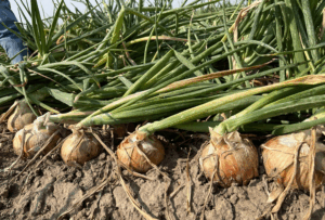 odmiana cebuli Copperstone