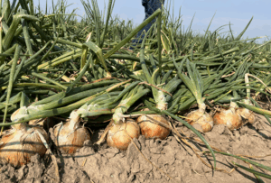 odmiana cebuli Copperstone