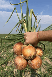 odmiana cebuli Copperstone