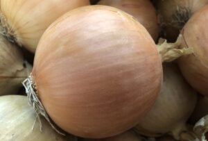 odmiana cebuli żółtej Moto F1