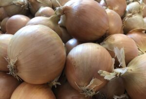 odmiana cebuli żółtej Moto F1