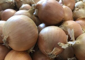 cebula do długiego przechowywania Moto F1