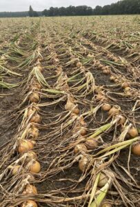 odmiana cebuli żółtej Moto F1