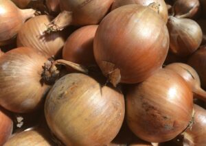 nasiona cebuli żółtej Storo F1