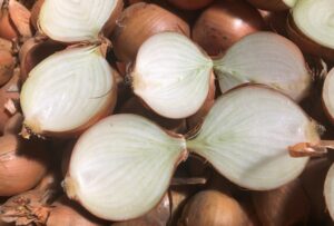 Odmiana cebuli żółtej Storo F1