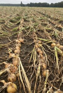 Odmiana cebuli żółtej Storo F1