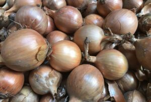 Odmiana cebuli żółtej Nico F1