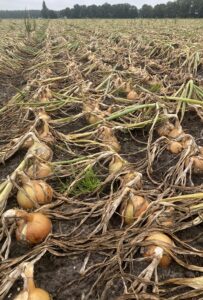 Odmiana cebuli żółtej Nico F1