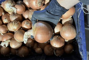 odmiana cebuli Copperstone