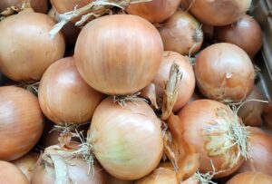 odmiana cebuli żółtej Ballesco F1