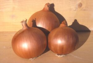 Odmiana cebuli Derek F1