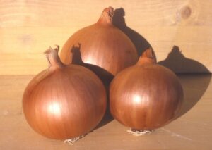 nasiona cebuli Derek F1