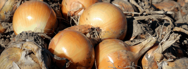 Odmiana DORMO – prawdziwy lider od 2006 roku