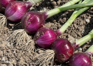 nasiona cebuli z czerwoną łuską ISI 31115