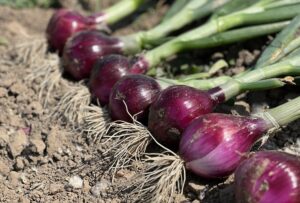 Odmiana cebuli z czerwoną łuską ISI 31115