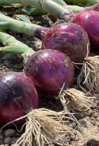 Odmiana cebuli z czerwoną łuską ISI 31115