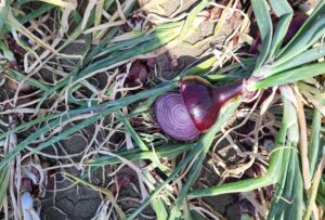 odmiana cebuli Focus F1