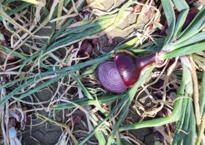 nasiona cebuli Focus F1