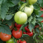 nowe odmiany pomidorów malinowych - Honeylili