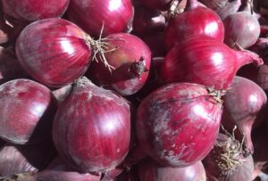 Odmiana cebuli Radesco F1