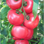 nowe odmiany pomidorów malinowych - Honey Moon