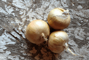 Odmiana cebuli żółtej Kira F1