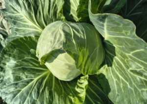 nasiona kapusty 1981 F1