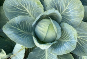 nasiona kapusty Camberly