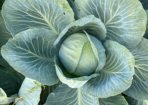 nasiona kapusty Camberly