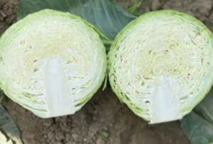 nasiona kapusty Camberly