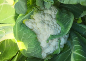 nasiona kalafiora Juvenal