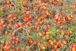 nasiona pomidora orsorosso