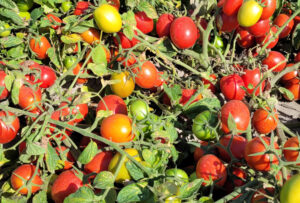 odmiana pomidora orsorosso