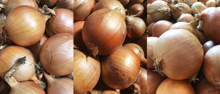 Nowości w uprawie cebuli typu Rijnsburger – NICO F1, STORO F1 i MOTO F1 w praktyce