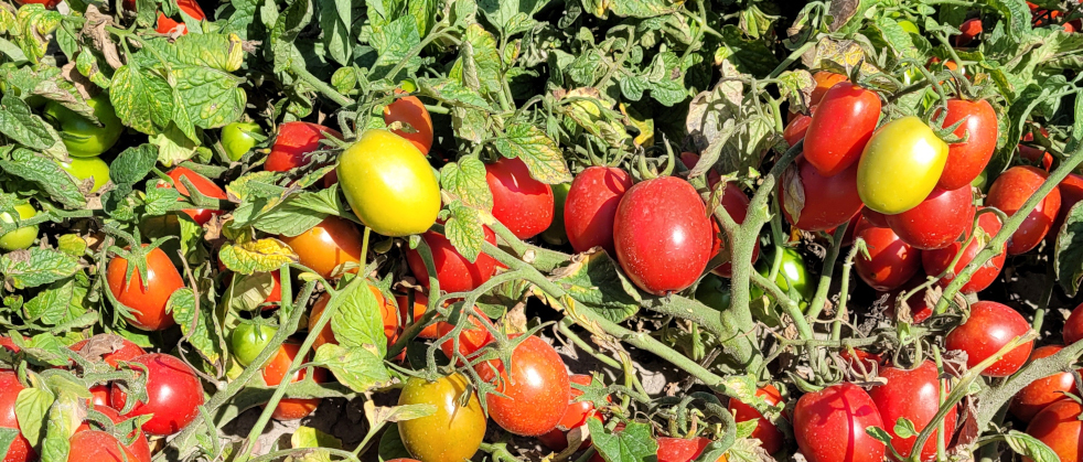 sucha zgnilizna wierzchołkowa pomidora