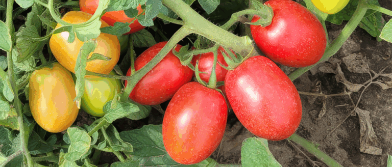 Mechaniczny zbiór pomidorów gruntowych na potrzeby produkcji przemysłowej