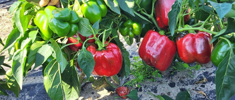 papryka przemysłowa