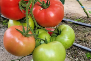 nasiona pomidora rosastella